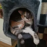 Adopta a Mía