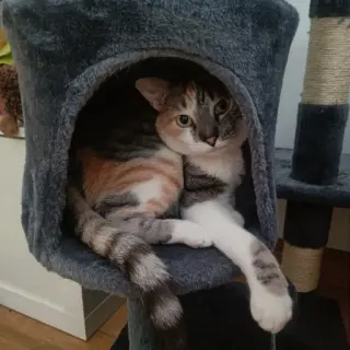 Mía