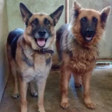 Adopta a Linda & Kira