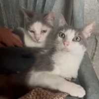 Adopta a Merlín Y Peter