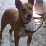 Adopta a Pintxo.