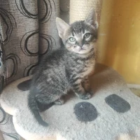 Adopta a Mochi