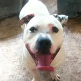 Adopta a Boby