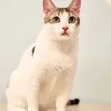 Adopta a Óscar