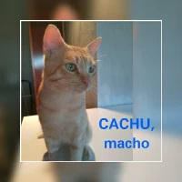 Adopta a Cachu