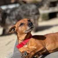 Adopta a Mazacote