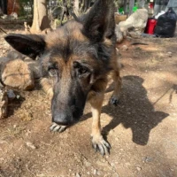 Adopta a Sparrow