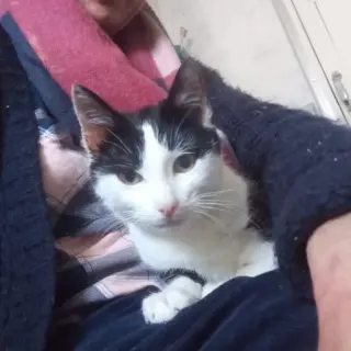 Mota