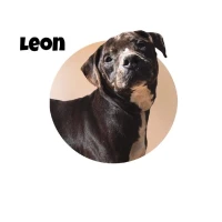 Adopta a León