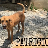 Adopta a Patricio