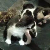 Adopta a Gatitos