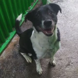 Adopta a Roco