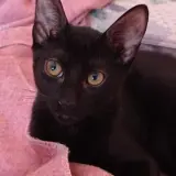 Adopta a Rocky