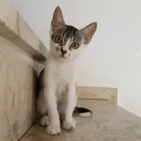 Adopta a Vini