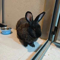Adopta a Oreo
