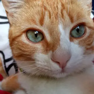 Rubiete