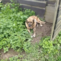 Adopta a Drako