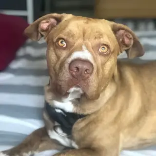 Drogo