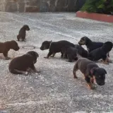 Adopta a Cachorros