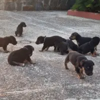 Adopta a Cachorros