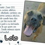 Adopta a Lolo