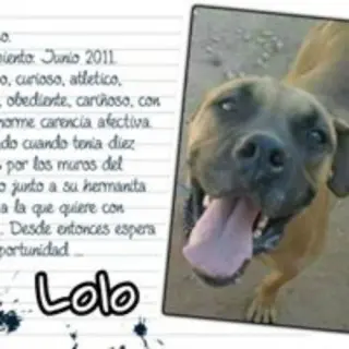 Lolo