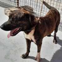 Adopta a Tiger