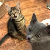 Adopta a Bowie Y Freddie