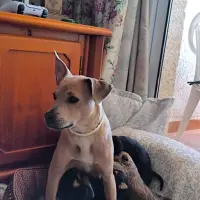 Adopta a 8 Perritos Pitbull/Stanford (Macho Y Hembra