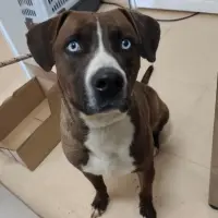 Adopta a Zoilo