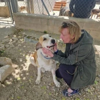 Adopta a Pepa Perrita En Adopción