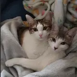 Adopta a Taro y Cora