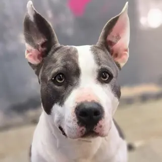 Nala