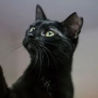 Sebas