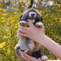 Adopta a Cachorros