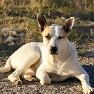 Piti