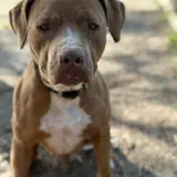 Adopta a Bimbo