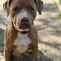 Adopta a Bimbo