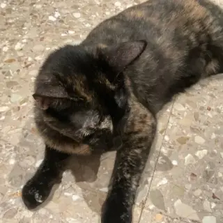 Choco