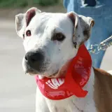 Adopta a Rambla