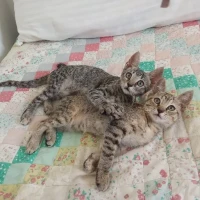 Adopta a Reneé Y Lea