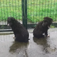 Adopta a Zipi Y Zape