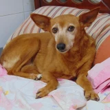 Adopta a Tina