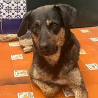 Adopta a Tribu