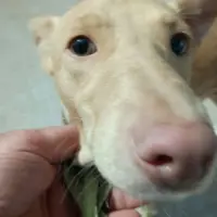 Adopta a Kit
