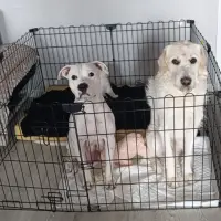 Adopta a Minny