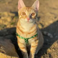 Adopta a Lolo