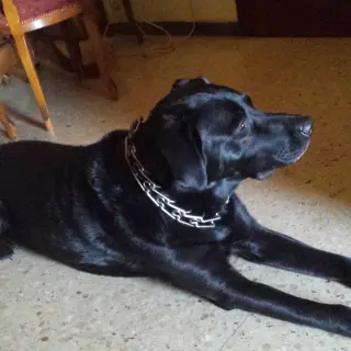 Willy