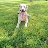 Adopta a Pandora