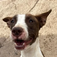 Adopta a Campanada